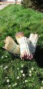 L'asperge